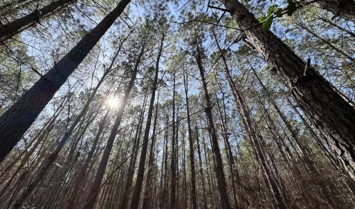 Photo #16 of SOLD property in Off Black Creek Rd, Sedley, VA 37.0 acres