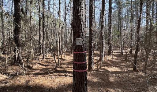 Photo #17 of SOLD property in Off Black Creek Rd, Sedley, VA 37.0 acres