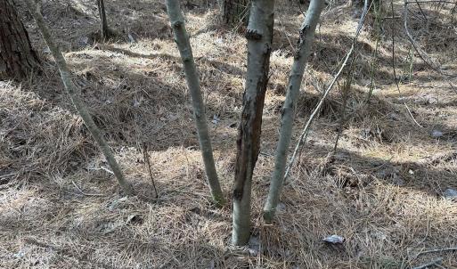 Photo #18 of SOLD property in Off Black Creek Rd, Sedley, VA 37.0 acres