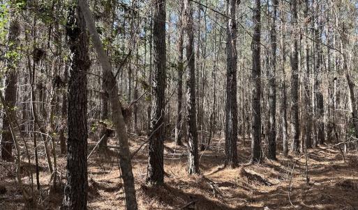 Photo #20 of SOLD property in Off Black Creek Rd, Sedley, VA 37.0 acres