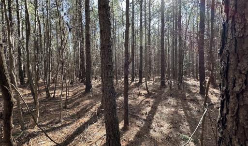 Photo #21 of SOLD property in Off Black Creek Rd, Sedley, VA 37.0 acres