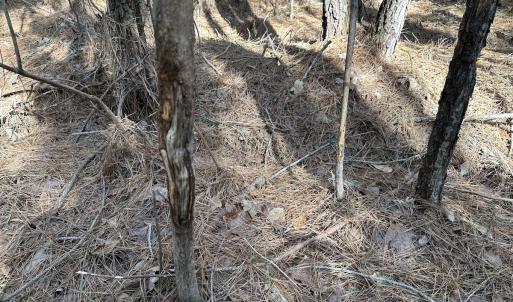 Photo #24 of SOLD property in Off Black Creek Rd, Sedley, VA 37.0 acres