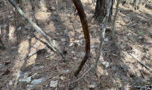 Photo #25 of SOLD property in Off Black Creek Rd, Sedley, VA 37.0 acres