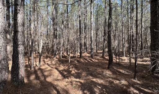 Photo #26 of SOLD property in Off Black Creek Rd, Sedley, VA 37.0 acres