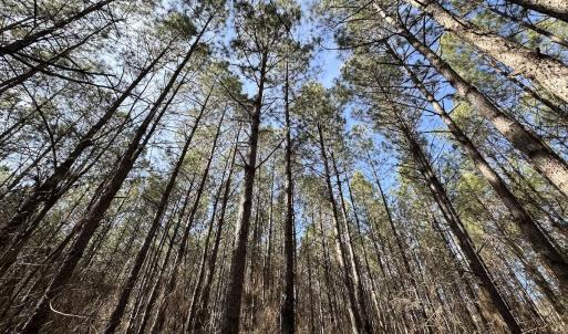 Photo #27 of SOLD property in Off Black Creek Rd, Sedley, VA 37.0 acres