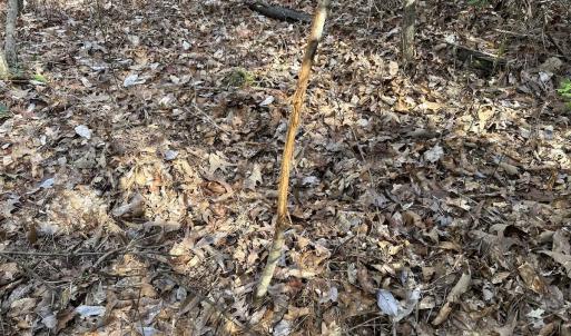 Photo #29 of SOLD property in Off Black Creek Rd, Sedley, VA 37.0 acres