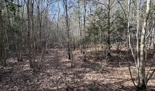 Photo #30 of SOLD property in Off Black Creek Rd, Sedley, VA 37.0 acres