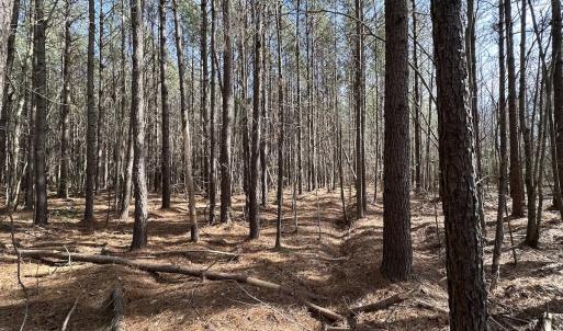 Photo #34 of SOLD property in Off Black Creek Rd, Sedley, VA 37.0 acres