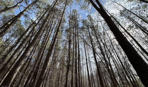 Photo #35 of SOLD property in Off Black Creek Rd, Sedley, VA 37.0 acres