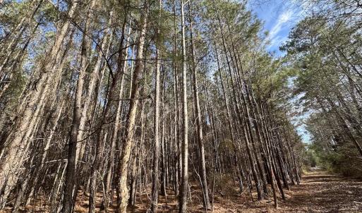 Photo #37 of SOLD property in Off Black Creek Rd, Sedley, VA 37.0 acres
