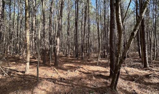 Photo #38 of SOLD property in Off Black Creek Rd, Sedley, VA 37.0 acres