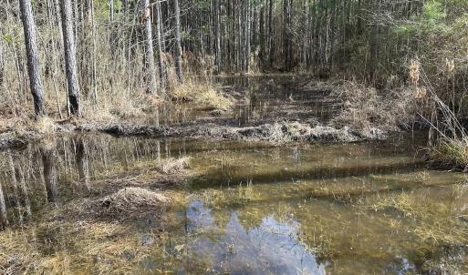 Photo #41 of SOLD property in Off Black Creek Rd, Sedley, VA 37.0 acres