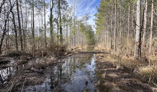 Photo #43 of SOLD property in Off Black Creek Rd, Sedley, VA 37.0 acres