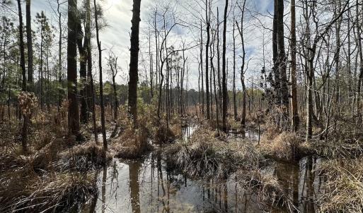 Photo #44 of SOLD property in Off Black Creek Rd, Sedley, VA 37.0 acres