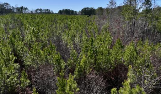 Photo #11 of SOLD property in Off Pine Grove Church Road, Eagle Springs, NC 11.6 acres