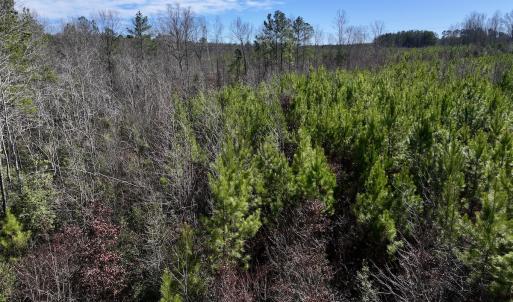 Photo #10 of SOLD property in Off Pine Grove Church Road, Eagle Springs, NC 11.6 acres