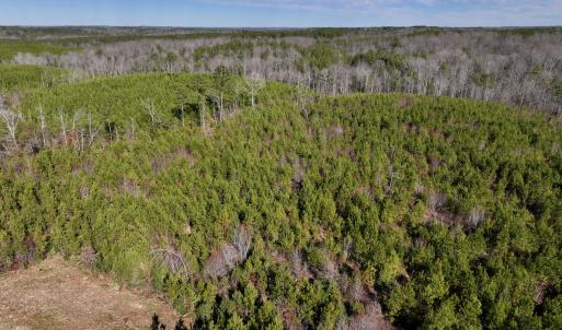 Photo #6 of SOLD property in Off Pine Grove Church Road, Eagle Springs, NC 11.5 acres