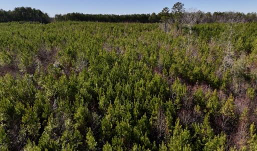 Photo #7 of SOLD property in Off Pine Grove Church Road, Eagle Springs, NC 11.5 acres