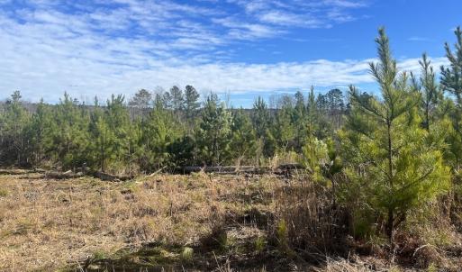 Photo #16 of SOLD property in Off Pine Grove Church Road, Eagle Springs, NC 11.5 acres