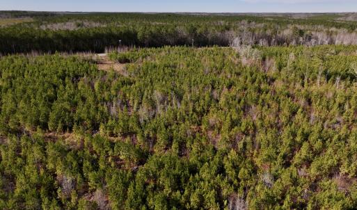 Photo #4 of SOLD property in Off Pine Grove Church Road, Eagle Springs, NC 11.5 acres