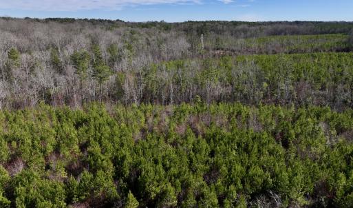 Photo #5 of SOLD property in Off Pine Grove Church Road, Eagle Springs, NC 11.5 acres
