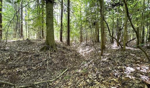 Photo #46 of SOLD property in Off Moores Ferry Rd, Emporia, VA 145.0 acres
