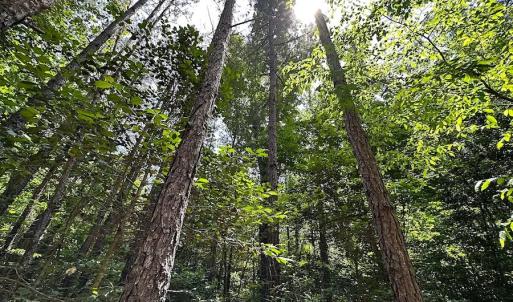 Photo #48 of SOLD property in Off Moores Ferry Rd, Emporia, VA 145.0 acres