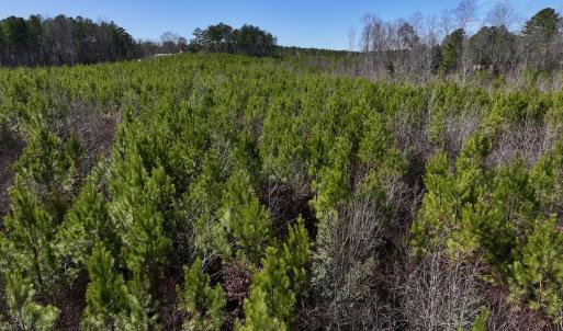 Photo #13 of SOLD property in Off Pine Grove Church Road , Eagle Springs, NC 11.2 acres