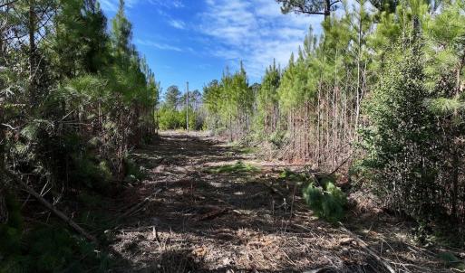 Photo #16 of SOLD property in Off Pine Grove Church Road , Eagle Springs, NC 11.2 acres