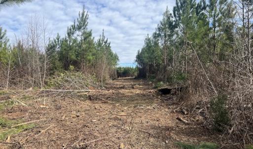 Photo #14 of SOLD property in Off Pine Grove Church Road, Eagle Springs, NC 10.8 acres