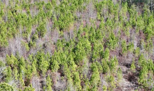 Photo #8 of SOLD property in Off Pine Grove Church Road, Eagle Springs, NC 10.8 acres