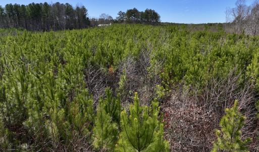 Photo #10 of SOLD property in Off Pine Grove Church Road, Eagle Springs, NC 10.8 acres