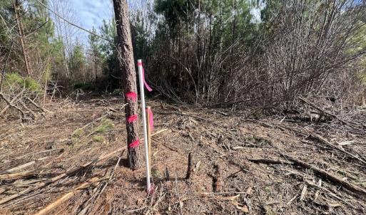 Photo #21 of SOLD property in Off Pine Grove Church Road, Eagle Springs, NC 10.8 acres