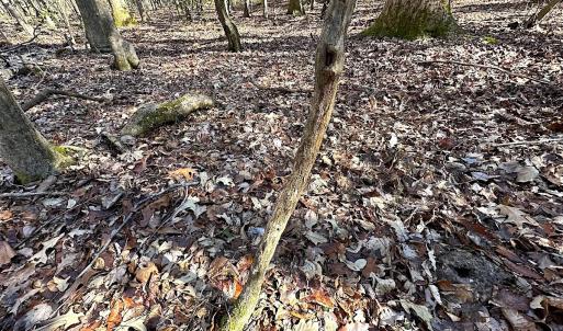 Photo #16 of SOLD property in Off Tuckers Road, Shacklefords, VA 25.5 acres