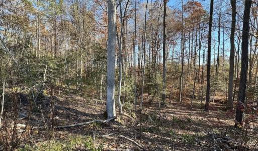 Photo #18 of SOLD property in Off The Trail, King and Queen, VA 148.0 acres