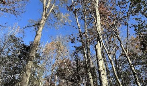 Photo #22 of SOLD property in Off The Trail, King and Queen, VA 148.0 acres