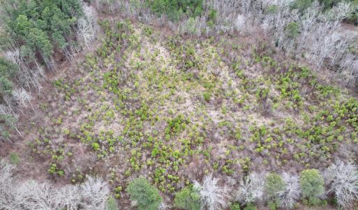 Photo #9 of SOLD property in Off Highway 48, Littleton, NC 9.9 acres