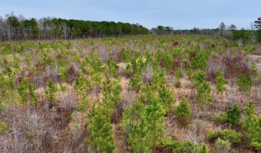 Photo #15 of SOLD property in Off Highway 48, Littleton, NC 9.9 acres