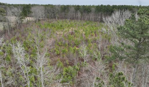 Photo #20 of SOLD property in Off Highway 48, Littleton, NC 9.9 acres