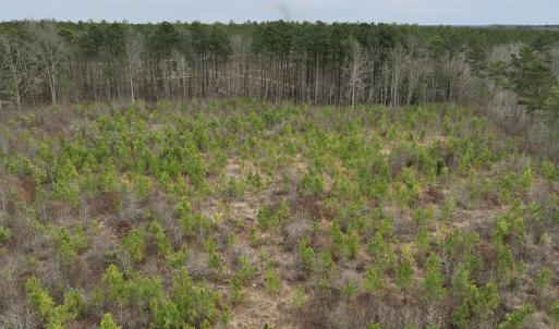 Photo #22 of SOLD property in Off Highway 48, Littleton, NC 9.9 acres