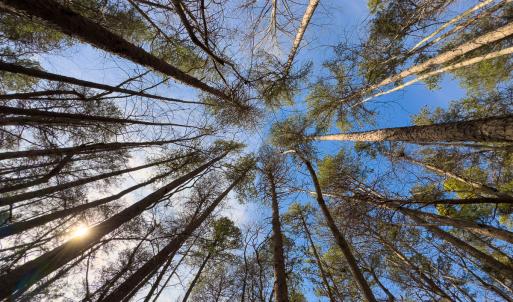 Photo #10 of SOLD property in Off Grier Church Road, Leasburg, NC 11.0 acres