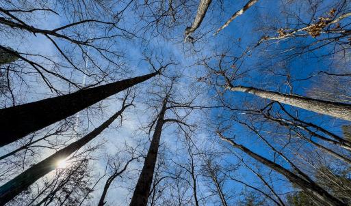 Photo #19 of SOLD property in Off Grier Church Road, Leasburg, NC 11.0 acres