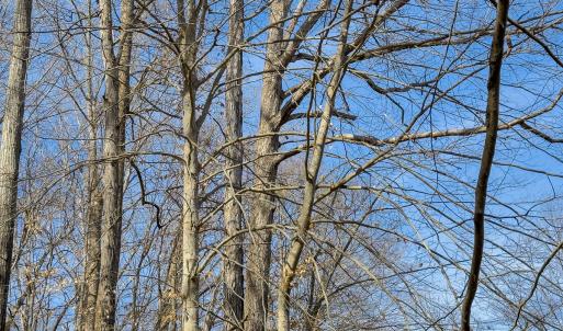 Photo #34 of SOLD property in Off Grier Church Road, Leasburg, NC 11.0 acres