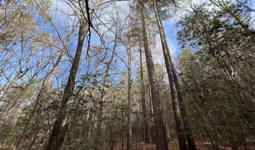 Photo #22 of SOLD property in Off Peachtree Hills Road, Spring Hope, NC 11.0 acres