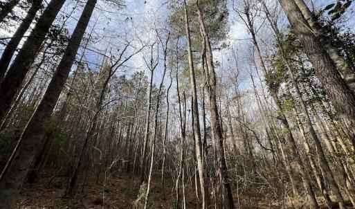 Photo #23 of SOLD property in Off Peachtree Hills Road, Spring Hope, NC 11.0 acres