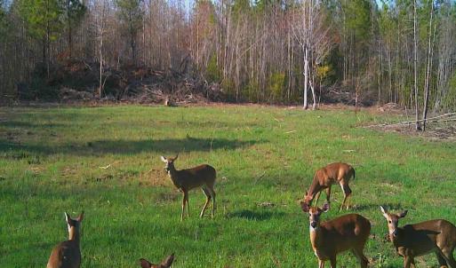 Photo #14 of SOLD property in Off Deer Ridge Rd, Spring Grove, VA 29.9 acres
