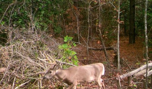 Photo #15 of SOLD property in Off Deer Ridge Rd, Spring Grove, VA 29.9 acres