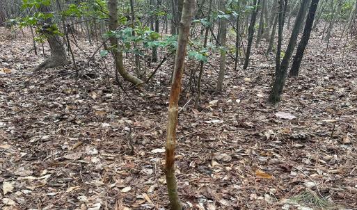 Photo #28 of SOLD property in Off Deer Ridge Rd, Spring Grove, VA 29.9 acres