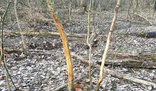 Photo #29 of SOLD property in Off Deer Ridge Rd, Spring Grove, VA 29.9 acres
