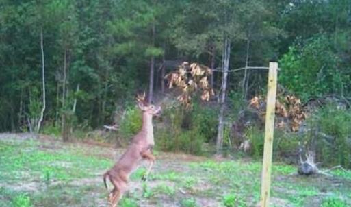 Photo #30 of SOLD property in Off Deer Ridge Rd, Spring Grove, VA 29.9 acres